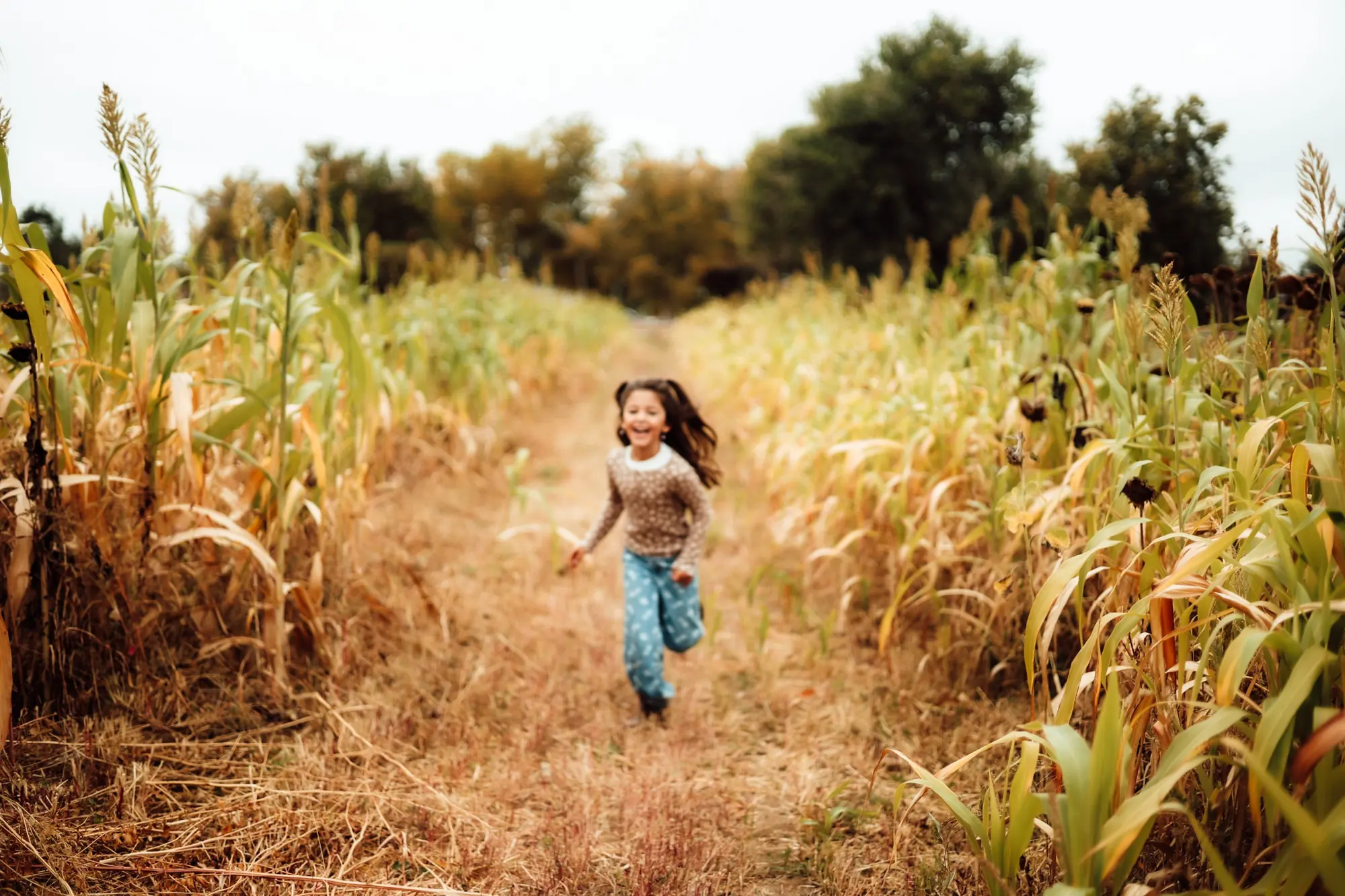 Little girl laughing as she runs down a path through a golden autumn cornfield